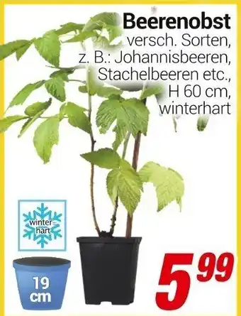 CENTERSHOP Beerenobst Angebot