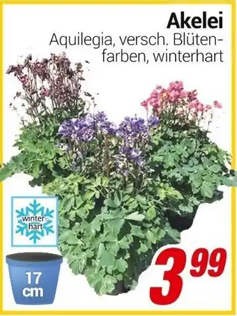 CENTERSHOP Akelei Angebot