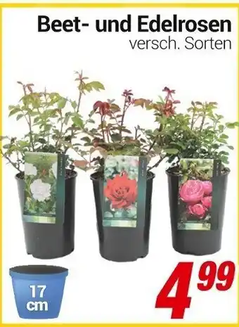 CENTERSHOP Beet und Edelrosen Angebot