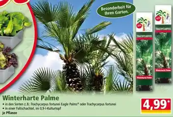 Norma Winterharte Palme Angebot