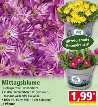 Norma Mittagsblume Angebot