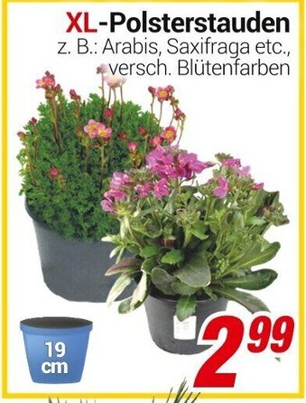 CENTERSHOP XL Polsterstauden Angebot