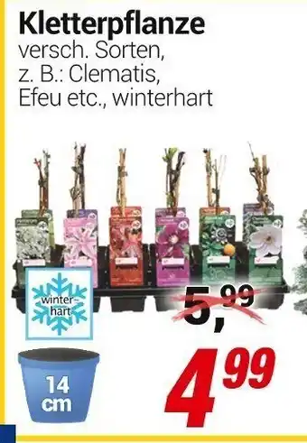 CENTERSHOP Kletterpflanze Angebot