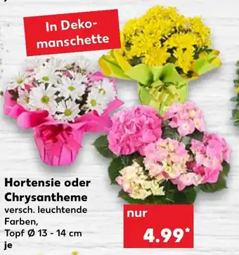 Kaufland Hortensie oder Chrysantheme Angebot