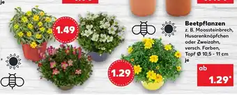 Kaufland Beetpflanzen Angebot