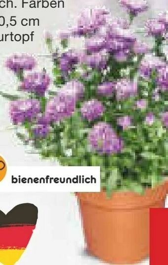 Netto Marken-Discount Astern Angebot