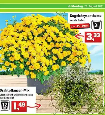 Thomas Philipps Drahtpflanzen-mix Oder Kugelchrysantheme Angebot