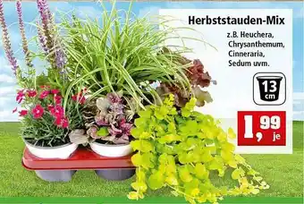 Thomas Philipps Herbststauden-mix Angebot