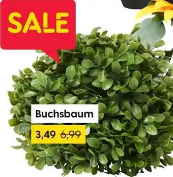 Rusta Buchsbaum Angebot