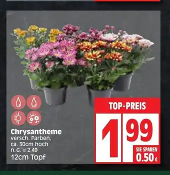 Edeka Chrysantheme versch. Farben, ca. 30cm hoch Angebot