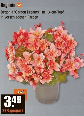 V Baumarkt Begonie Angebot
