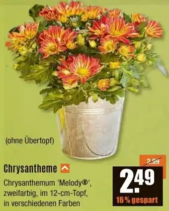 V Baumarkt Chrysantheme Angebot