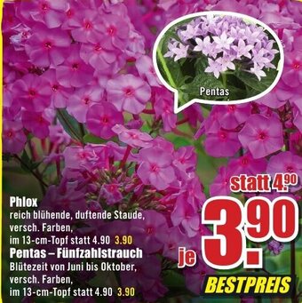 B1 Discount Baumarkt Phlox Angebot