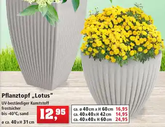 Thomas Philipps Pflanztopf ,,Lotus" Angebot