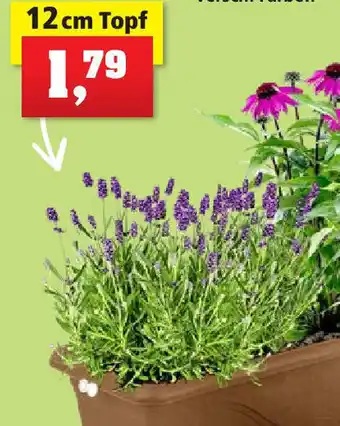 Thomas Philipps Lavendel 12 cm Topf Angebot