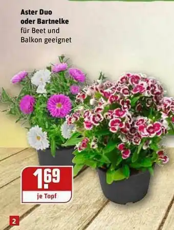 REWE Aster Duo Oder Bartnelke Angebot