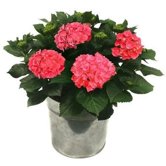 toom Baumarkt Hortensie Angebot