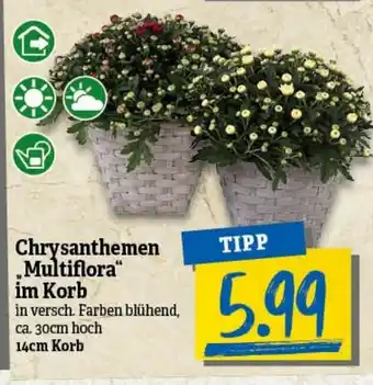 nah & gut Chrysanthemen Multiflora im Korb Angebot