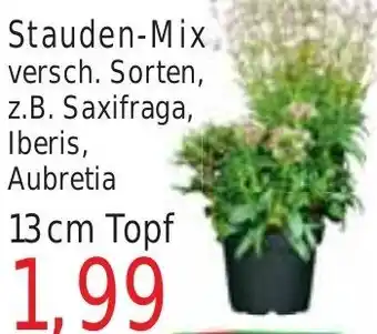 Wiglo Wunderland Stauden-Mix 13 cm Topf Angebot