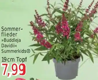 Wiglo Wunderland Sommerflieder »Buddleja Davidii<< 19 cm Topf Angebot