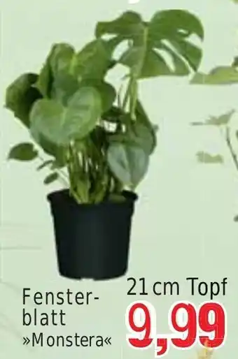 Wiglo Wunderland Fensterblatt >>Monstera<< 21 cm Topf Angebot