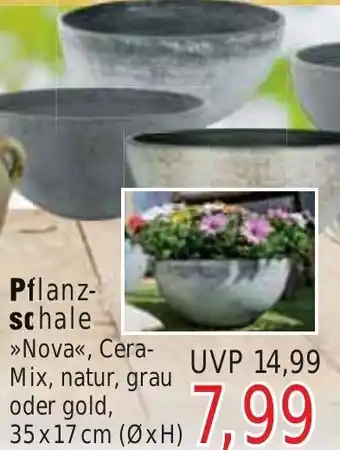 Wiglo Wunderland Pflanzschale Nova Angebot