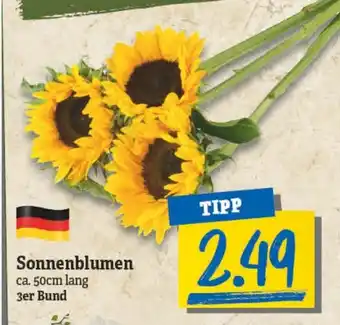 NP Discount Sonnenblumen Angebot