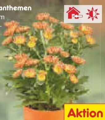 Netto Marken-Discount Mini-chrysanthemen Angebot