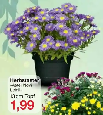 Jawoll Herbstaster Angebot