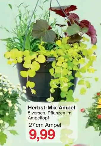 Jawoll Herbst Mix Ampel Angebot