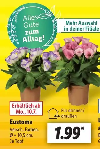 Lidl Eustoma 10,5 cm. Angebot