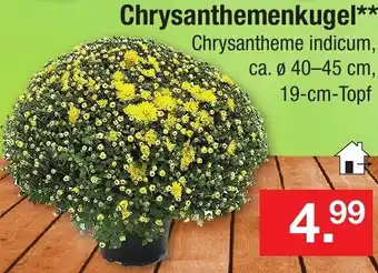 Zimmermann Chrysanthemenkugel Angebot