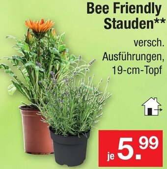 Zimmermann Bee Friendly Stauden Angebot
