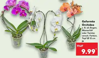 Kaufland Geformte Orchidee Angebot