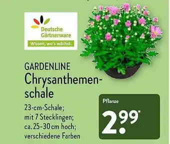 Aldi Nord Gardenline Chrysanthemenschale Angebot