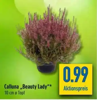 diska Calluna Beauty Lady Angebot