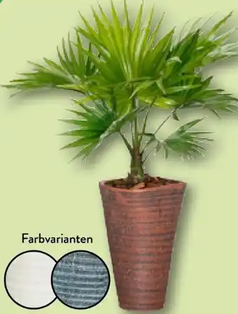 Aldi Nord Palme Angebot