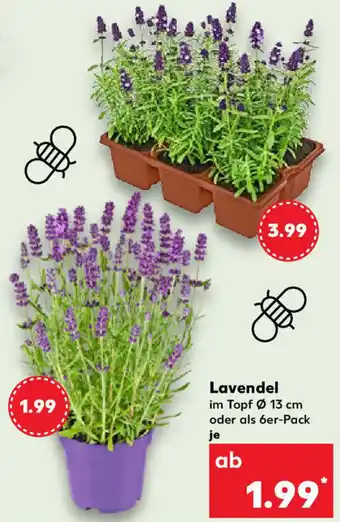 Kaufland Lavendel Angebot