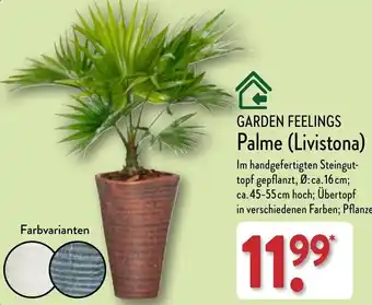 Aldi Nord GARDEN FEELINGS Palme (Livistona) Angebot