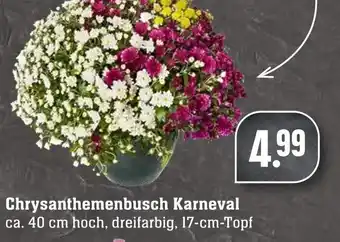 Edeka Neukauf Chrysanthemenbusch Karneval Angebot