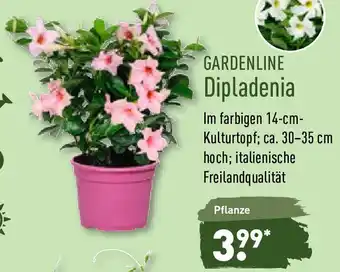 Aldi Nord Gardenline Dipladenia Angebot