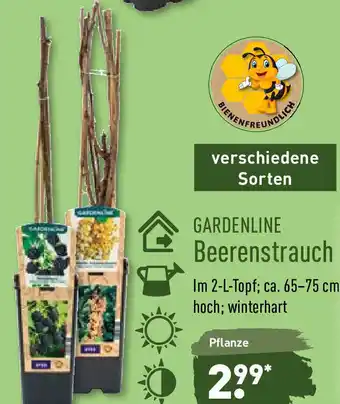 Aldi Nord Gardenline Beerenstrauch Angebot