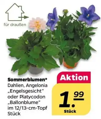 NETTO Sommerblumen* Dahlien, Angelonia ,,Engelsgesicht" oder Platycodon ,,Ballonblume" im 12/13-cm-Topf Stück Angebot