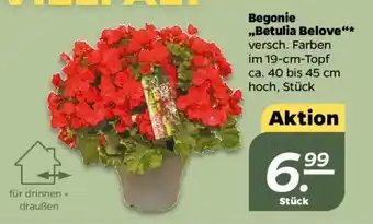 NETTO Begonie ,,Betulia Belove"* versch. Farben im 19-cm-Topf ca. 40 bis 45 cm hoch, Stück Angebot