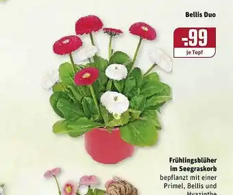 REWE Kaufpark Fruhlingsblüher Im Seegraskorb Angebot