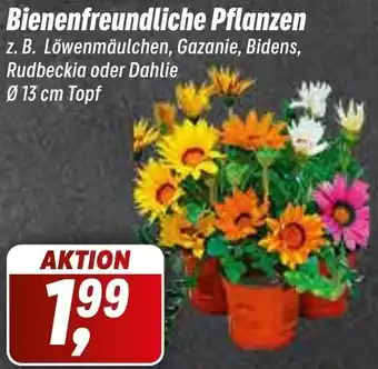 Simmel Bienenfreundliche Pflanzen Angebot