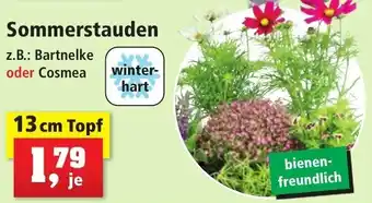 Thomas Philipps Sommerstauden 13 cm Topf Angebot