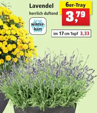 Thomas Philipps Lavendel 6er-Tray Angebot