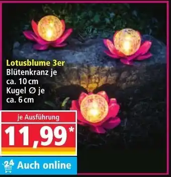 Norma I-Glow Lotusblume 3er Angebot