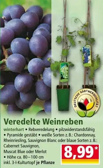 Norma Veredelte Weinreben Angebot